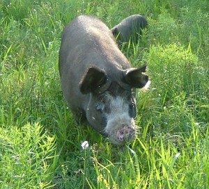 Patsy, one of our Registered Berkshire sows.