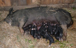 Berkshire sow suckling piglets